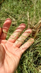 Muhlenbergia utilis