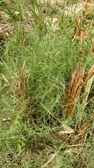 Muhlenbergia utilis