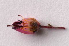 Erica racemosa
