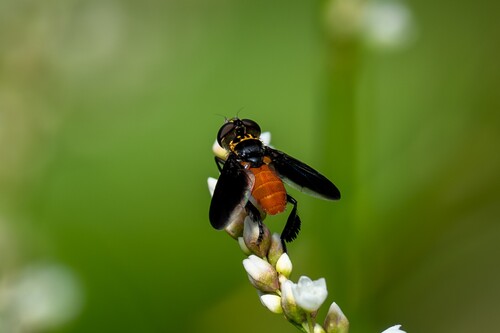 Unknown species found near Sunshine, St Gabriel, LA 70780, USA