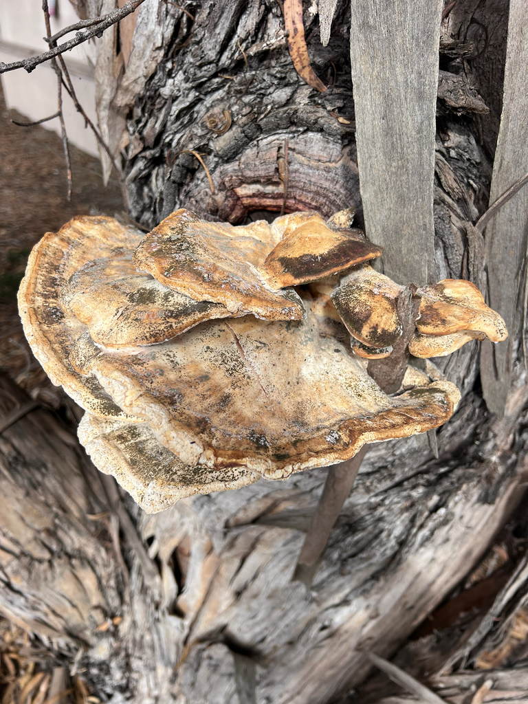 Laetiporus gilbertsonii · November 2025 · photo: © staffordcorey (iNaturalist, cc-by)