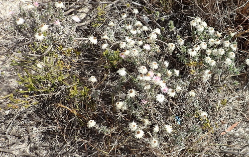 Image of Achyranthemum recurvatum by (c) Nicola van Berkel, some rights reserved (CC BY-SA)