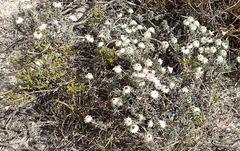 Achyranthemum recurvatum