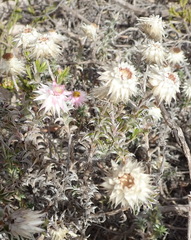 Achyranthemum recurvatum