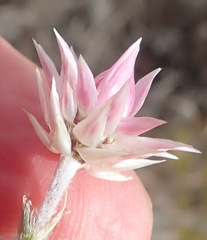 Achyranthemum recurvatum