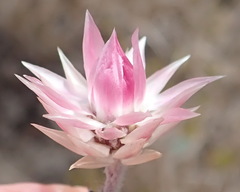 Achyranthemum recurvatum