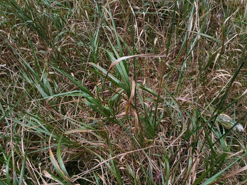 Calamagrostis villosa, photograph 1