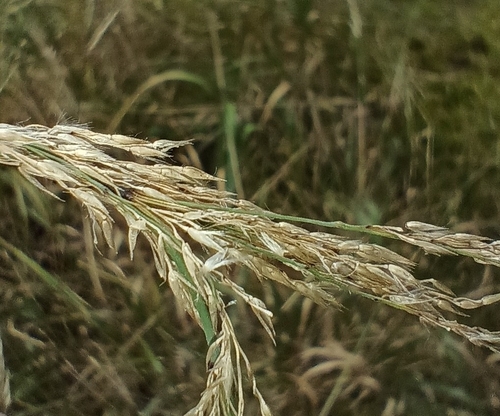 Calamagrostis villosa, photograph 2