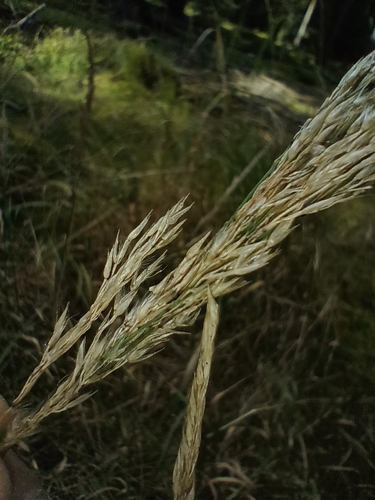 Calamagrostis villosa, photograph 4