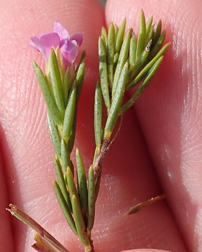 Image of Acmadenia obtusata by (c) Nicola van Berkel, some rights reserved (CC BY-SA)