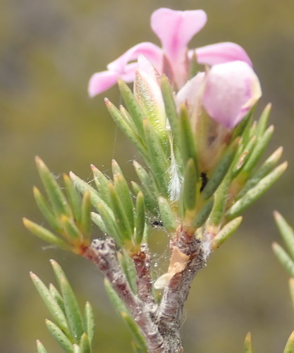 Image of Acmadenia obtusata by (c) Nicola van Berkel, some rights reserved (CC BY-SA)