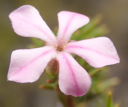 Image of Acmadenia obtusata by (c) Nicola van Berkel, some rights reserved (CC BY-SA)