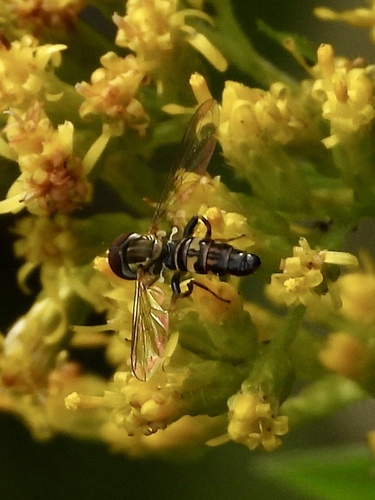 Unknown species found near Margate City, NJ 08402, USA