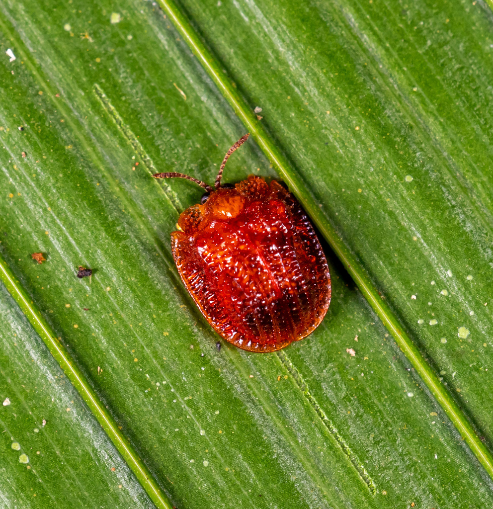 Spaethiella costipennis