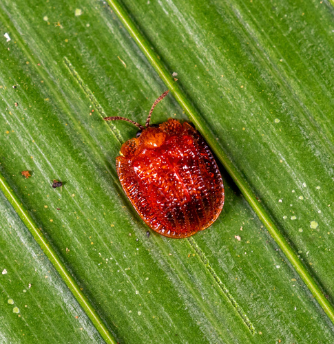 Spaethiella costipennis