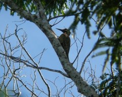 Colaptes fernandinae