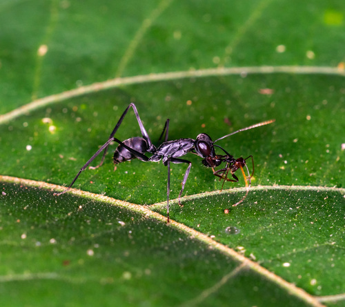 Longhorn crazy ant