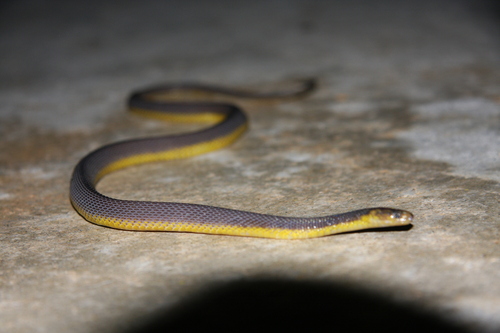 Amami Takachiho Snake