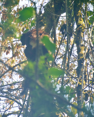 Propithecus edwardsi