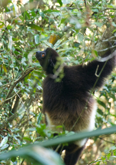 Propithecus edwardsi