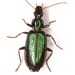 Calleida viridipennis - Photo (c) Mike Quinn, Austin, TX, some rights reserved (CC BY-NC), uploaded by Mike Quinn, Austin, TX