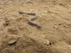 Galvarinus chilensis