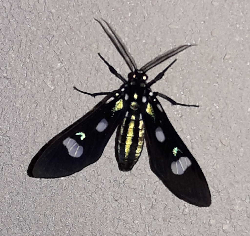 Leucotmemis nexa
