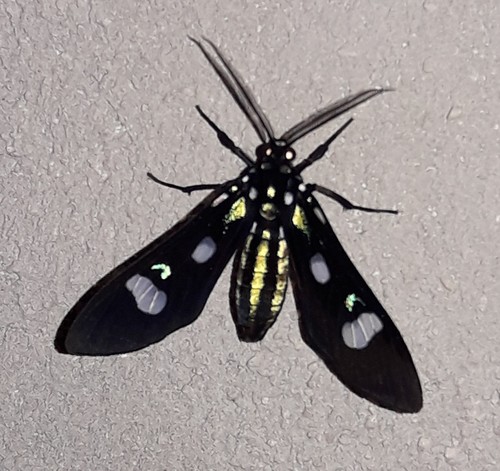 Leucotmemis nexa