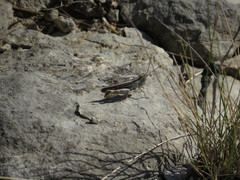 Ramburiella hispanica