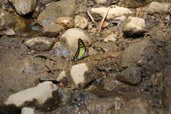 Graphium cloanthus