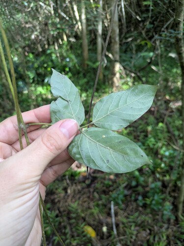 Mucuna sloanei, 2025-10-30