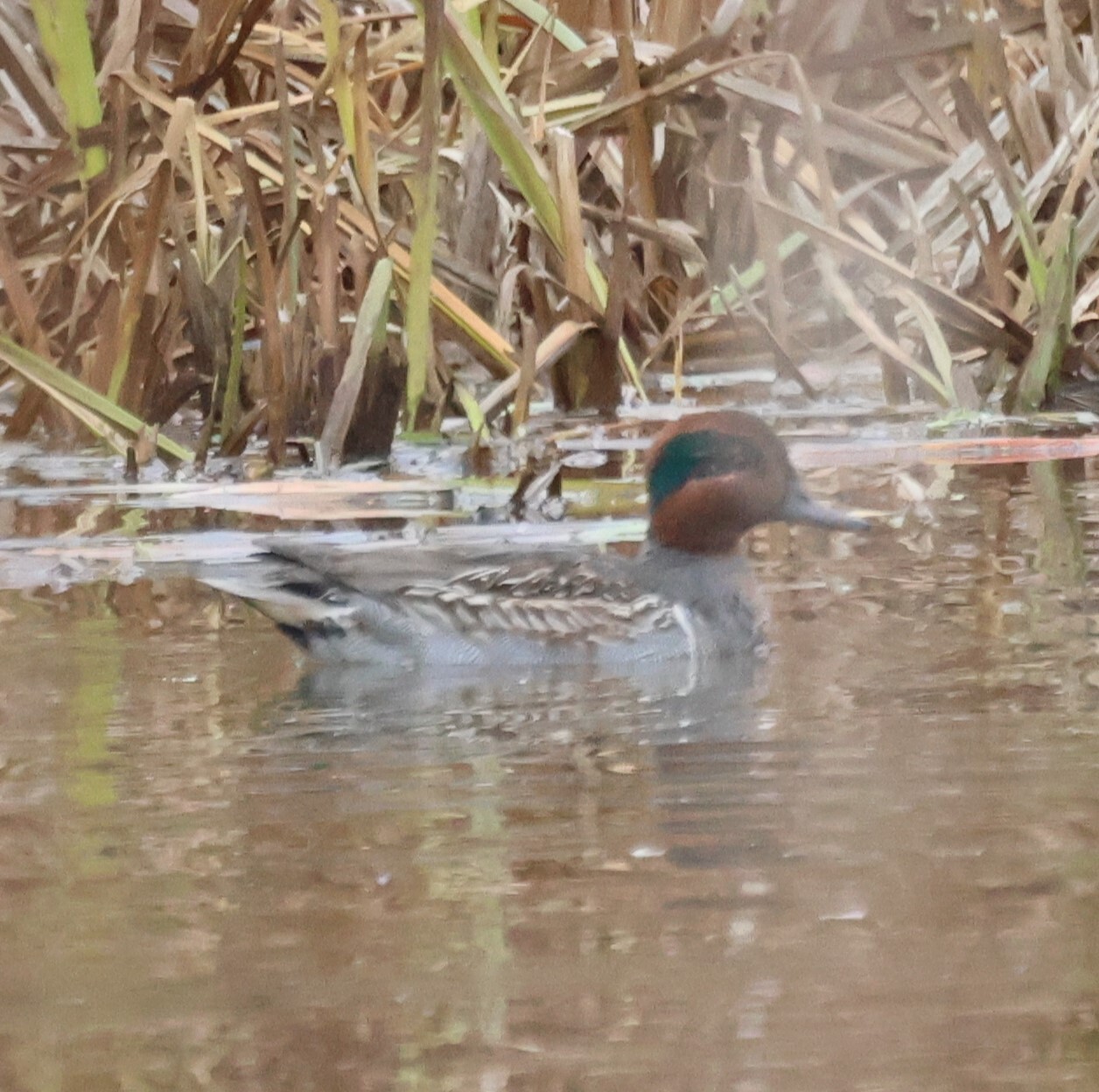 Green-winged Teal
