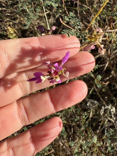 black prairie clover (Dalea frutescens)