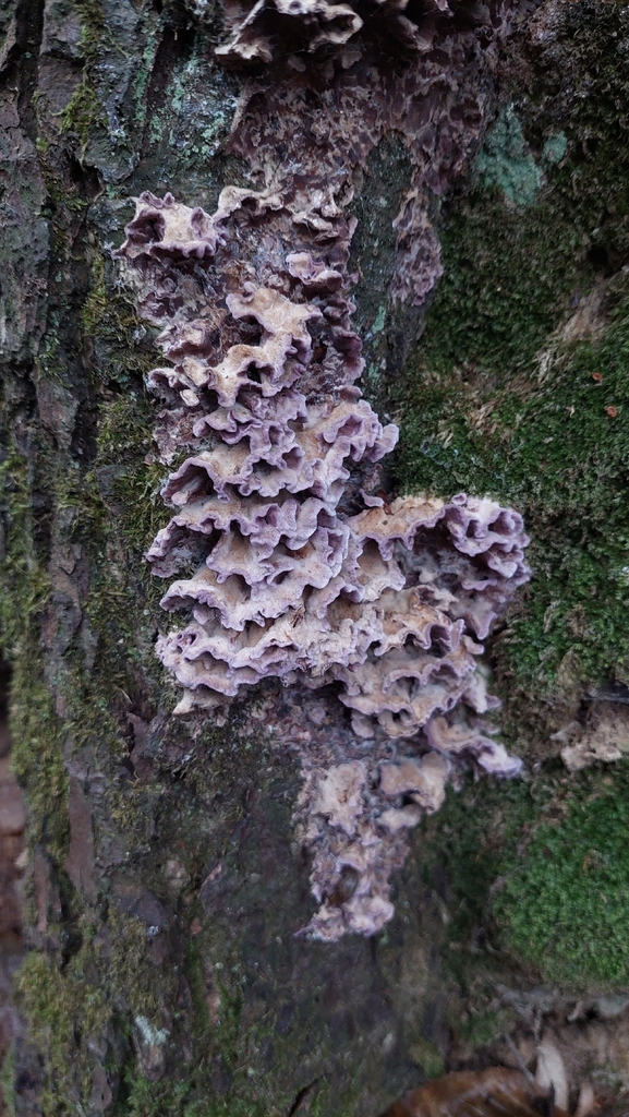 Chondrostereum purpureum · November 2025 · photo: © viktorstrenada (iNaturalist, cc-by)