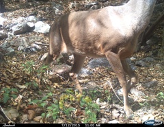 Odocoileus virginianus sinaloae