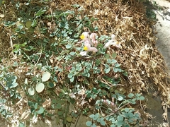 Sarcocapnos enneaphylla