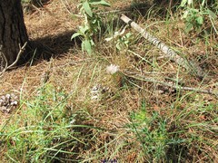 Allium subvillosum