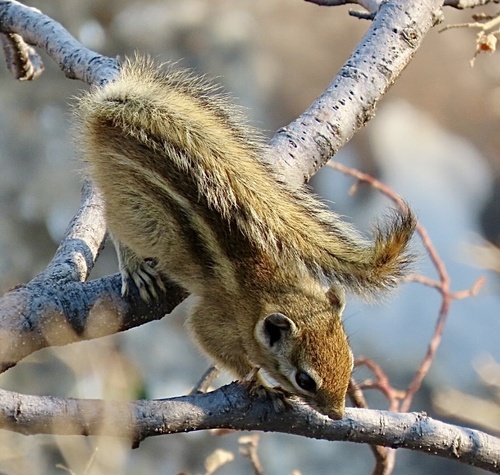 Congo Rope Squirrel