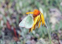 Colias nastes