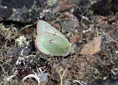 Colias nastes