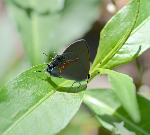 Red-banded Hairstreak photo 3