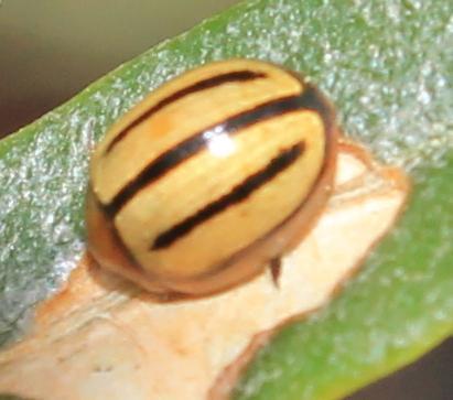 Olive Flea Beetles