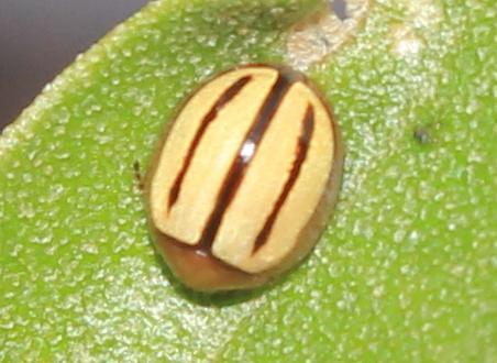 Sixline African Olive Leaf Beetle