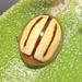 Sixline African Olive Leaf Beetle - Photo (c) Marion Maclean, some rights reserved (CC BY-NC), uploaded by Marion Maclean