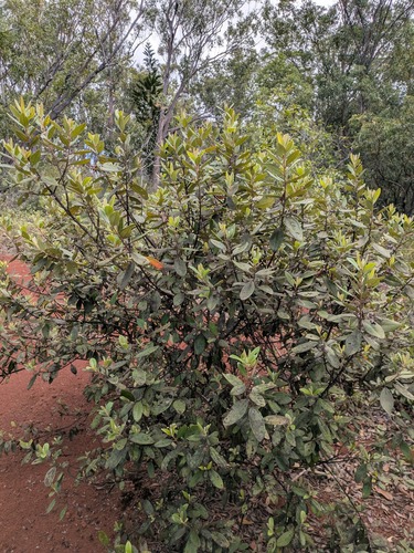 Rhodomyrtus tomentosa