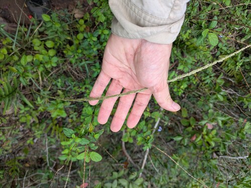 Sporobolus fertilis observed 2025-10-30