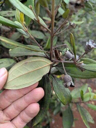 Rhodomyrtus tomentosa