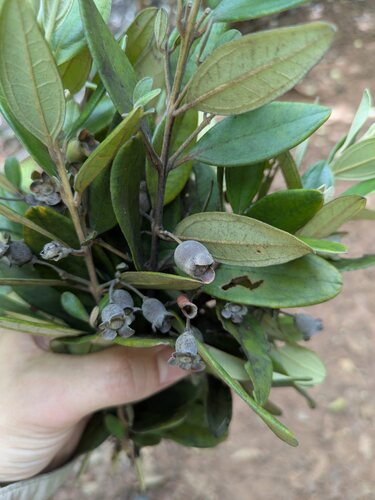 Rhodomyrtus tomentosa