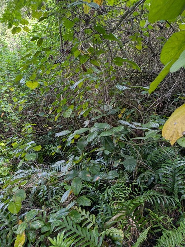 Macropsychanthus wilsonii observed 2025-10-30