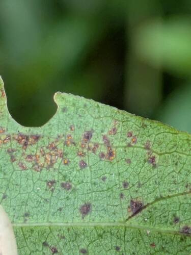Coleosporium paederiae observed 2025-10-30
